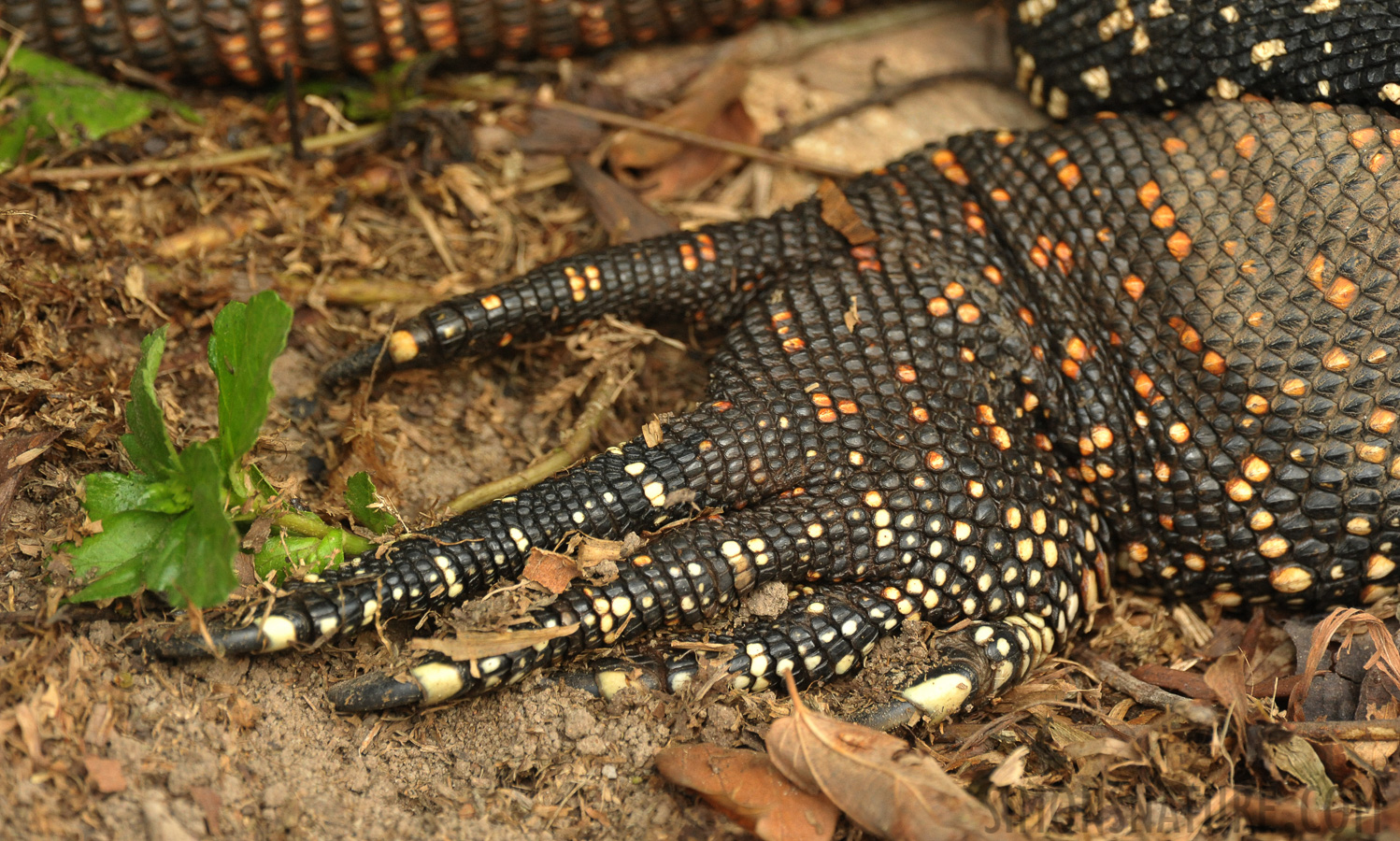 Varanus salvator salvator [550 mm, 1/250 Sek. bei f / 8.0, ISO 2500]